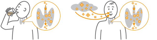 Graphic representation: In comparison, a person who saturates the thyroid gland with non-radioactive iodine and protects it from radioactive iodine and a person whose thyroid gland can absorb radioactivity.